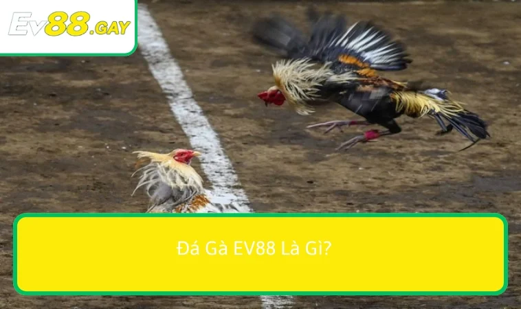 da ga ev88 1 Thông tin chi tiết về đá gà dành cho tân binh